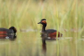 Perkoz zausznik, zausznik, (Podiceps nigricollis), black-necked grebe © Bartosz Rakoczy