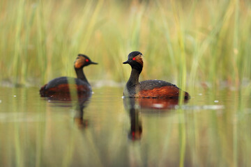 Perkoz zausznik, zausznik, (Podiceps nigricollis), black-necked grebe © Bartosz Rakoczy