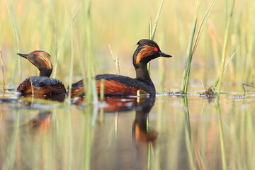 Perkoz zausznik, zausznik, (Podiceps nigricollis), black-necked grebe © Bartosz Rakoczy