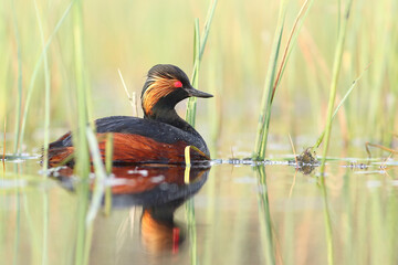 Perkoz zausznik, zausznik, (Podiceps nigricollis), black-necked grebe © Bartosz Rakoczy