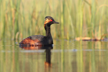Perkoz zausznik, zausznik, (Podiceps nigricollis), black-necked grebe © Bartosz Rakoczy