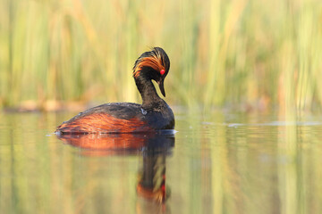 Perkoz zausznik, zausznik, (Podiceps nigricollis), black-necked grebe © Bartosz Rakoczy
