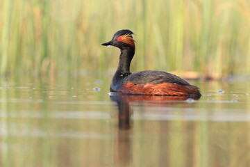 Perkoz zausznik, zausznik, (Podiceps nigricollis), black-necked grebe © Bartosz Rakoczy