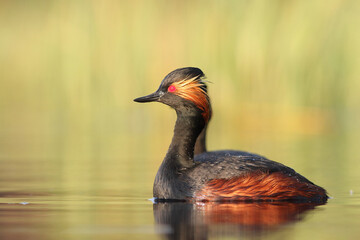 Perkoz zausznik, zausznik, (Podiceps nigricollis), black-necked grebe
