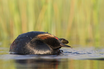 Perkoz zausznik, zausznik, (Podiceps nigricollis), black-necked grebe