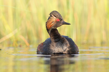 Perkoz zausznik, zausznik, (Podiceps nigricollis), black-necked grebe