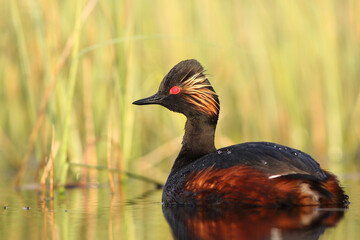 Perkoz zausznik, zausznik, (Podiceps nigricollis), black-necked grebe