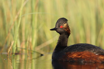 Perkoz zausznik, zausznik, (Podiceps nigricollis), black-necked grebe