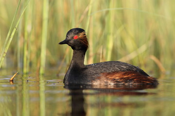 Perkoz zausznik, zausznik, (Podiceps nigricollis), black-necked grebe