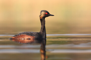 Perkoz zausznik, zausznik, (Podiceps nigricollis), black-necked grebe © Bartosz Rakoczy