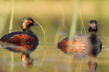 Perkoz zausznik, zausznik, (Podiceps nigricollis), black-necked grebe © Bartosz Rakoczy