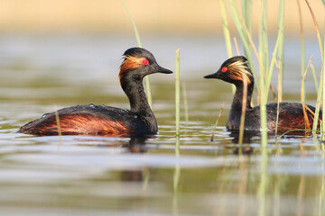 Perkoz zausznik, zausznik, (Podiceps nigricollis), black-necked grebe © Bartosz Rakoczy