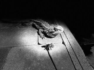 Black and white image of a lizard on a stone