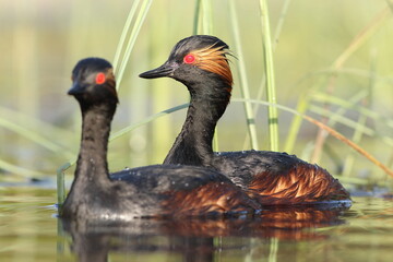 Perkoz zausznik, zausznik, (Podiceps nigricollis), black-necked grebe © Bartosz Rakoczy