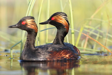 Perkoz zausznik, zausznik, (Podiceps nigricollis), black-necked grebe © Bartosz Rakoczy