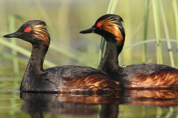 Perkoz zausznik, zausznik, (Podiceps nigricollis), black-necked grebe © Bartosz Rakoczy