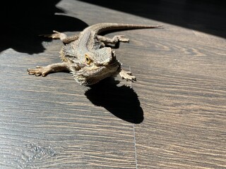 Color image of a lizard basking in the sun against a wooden background