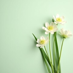 Fototapeta premium Delicate white hellebore flowers