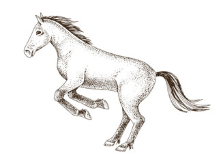 Horse jumping hand drawn vector illustration