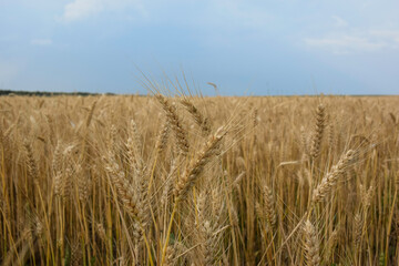 Beautiful landscape with a field of golden ripe wheat and blue sky with clouds