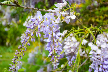 Blooming spring Wisteria bush close-up