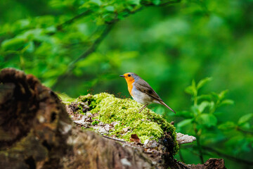 robin in the grass