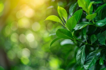 Obraz premium Nature of green leaf in garden at summer. Natural green leaves plants using as spring background. High quality photo