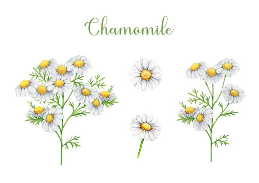 Chamomile herb stem with flowers, leaves watercolor illustration element set. Painted Matricaria chamomilla medicinal organic natural plant on white background. Vintage style chamomile illustration