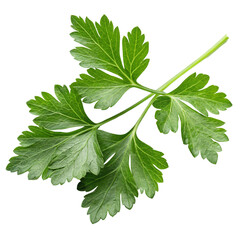 Parsley leaves isolated on white background, fresh herb