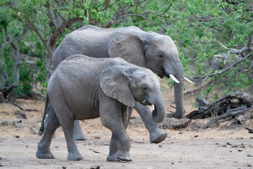 two African elephants moving through the lush trees of Mashatu Game Reserve, 