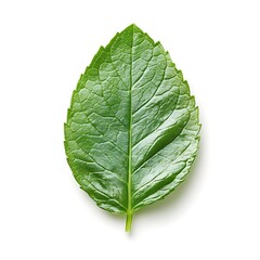 Obraz premium Fresh mint leaf on white background