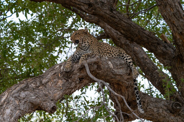 A female leopard lying high up on a branch and looking into the distance. Mashatu Botswana. 
