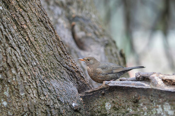 Eurasian blackbird looking on winter environment. Female common blackbird, turdus merula, sitting on wood in winter. Small dark bird with orange beak observing on tree. 