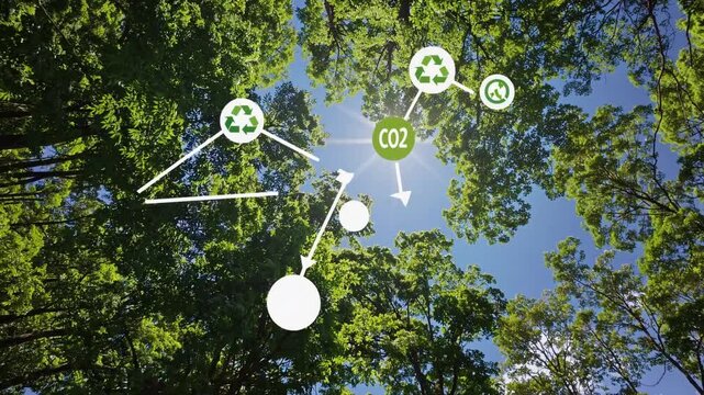 Sunlit Canopy: A Green Ecosystem's Breathtaking View