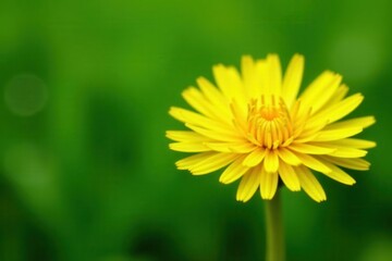 Fototapeta premium Close-up of dandelion, vibrant yellow petals against lush green , field, close-up, blossom