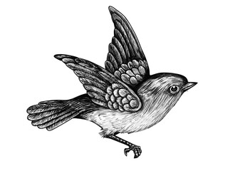 bird draw, sparrow
