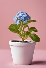 Naklejka premium Forget-Me-Nots in Pot: Delicate light blue forget-me-not flowers bloom in a small white pot against a soft pink background. A symbol of remembrance and gentle beauty. 