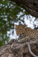 Closeup of a female leopard lying high up on a branch and looking into the distance. Mashatu Botswana. 