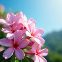 Obraz premium Cluster of fragrant jasmine flowers set against a clear azure sky , floral, light, photo