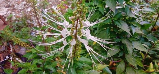 Cat's whisker flowers are white and have a fragrant aroma