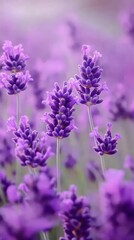 Fototapeta premium Blooming Lavender Flowers in a Purple Field