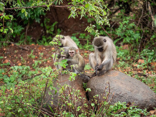 Une famille de singes Grivets assise sur un rocher