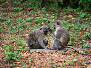Des femelles Grivets qui font la toilette