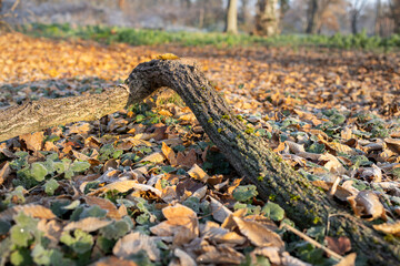 Foliage.
Broken branch, on the ground, with foliage around.
