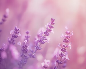 Obraz premium Delicate Lavender Blossoms In Soft Pink Light
