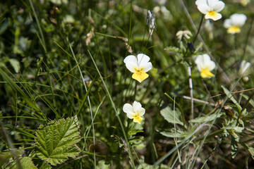 Floewr named “Viole”
Detail of flower named “viola””.
