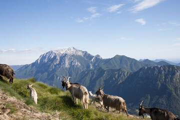 Group of goats.
Goats grazing in a mountain meadow with in the background the mountain named “Grigna”.