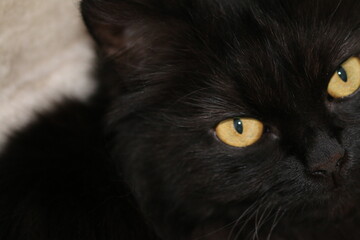 black cat portrait