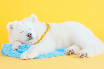 Fototapeta premium Fluffy white teddy bear sleeping in a cozy position, hugging a small blue blanket, ultra-detailed plush texture, soft fur detail, isolated on pastel yellow background