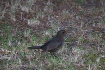 blackbird in the grass